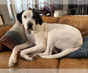 Mutt Dogs for adoption in Brooklyn Center, MN, USA