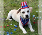 Small #3 Chihuahua