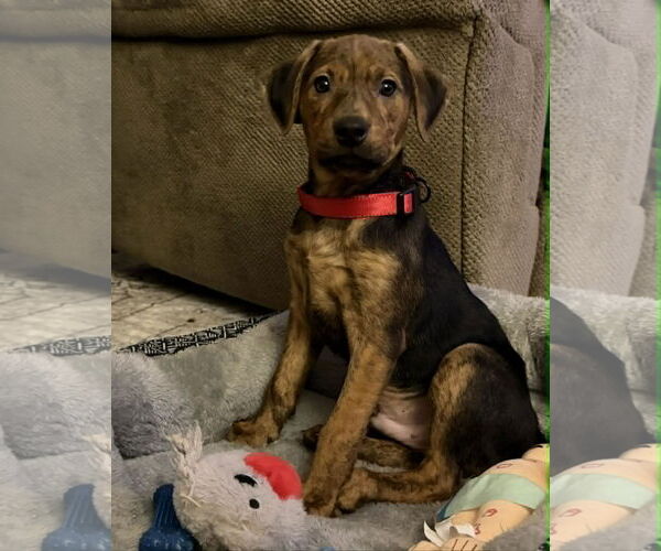 Medium Photo #1 Plott Hound-Retriever  Mix Puppy For Sale in Mechanicsburg, PA, USA