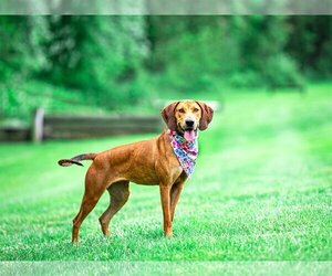 Rhodesian Ridgeback-Unknown Mix Dogs for adoption in Unionville, PA, USA