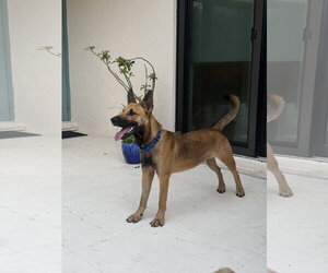 German Shepherd Dog Dogs for adoption in Lighthouse Point, FL, USA