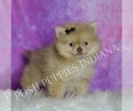 Small #4 Pomeranian
