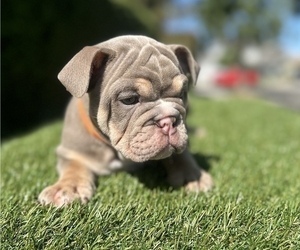 English Bulldog Puppy for sale in BERKELEY, CA, USA