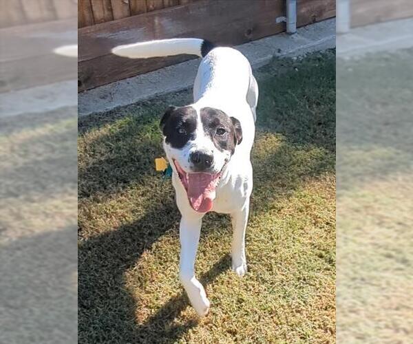 Medium Photo #2 Pointer Puppy For Sale in Plano, TX, USA