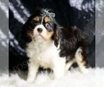Small Photo #26 Cavalier King Charles Spaniel Puppy For Sale in WARSAW, IN, USA