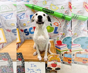 Labmatian Dogs for adoption in Bryant, AR, USA