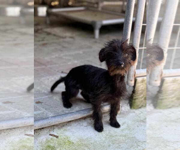 Medium Photo #2 Mutt Puppy For Sale in Yardley, PA, USA