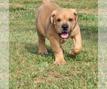 Small Photo #1 Boerboel Puppy For Sale in LA CROSSE, VA, USA