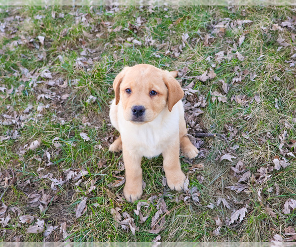 Medium Photo #9 Labrador Retriever Puppy For Sale in SYRACUSE, IN, USA
