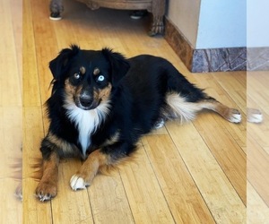 Mother of the Miniature Australian Shepherd puppies born on 02/27/2025
