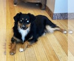 Small Photo #1 Miniature Australian Shepherd Puppy For Sale in SANDY VALLEY, NV, USA