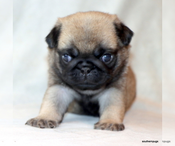 Medium Photo #4 Pug Puppy For Sale in WINNSBORO, TX, USA