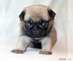 Small #3 Pug