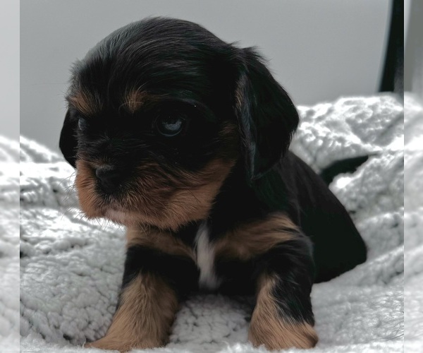 Medium Photo #2 Cavalier King Charles Spaniel Puppy For Sale in BORING, OR, USA