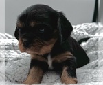 Small Photo #2 Cavalier King Charles Spaniel Puppy For Sale in BORING, OR, USA