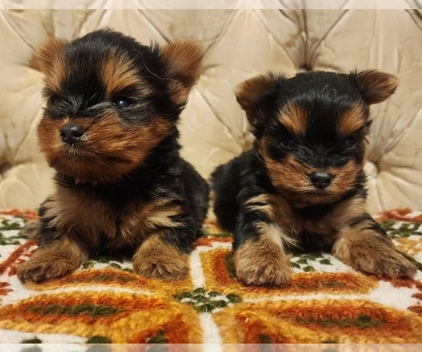 Medium Photo #1 Yorkshire Terrier Puppy For Sale in WINSTON SALEM, NC, USA