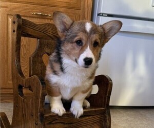 Pembroke Welsh Corgi Puppy for sale in STANLEY, WI, USA