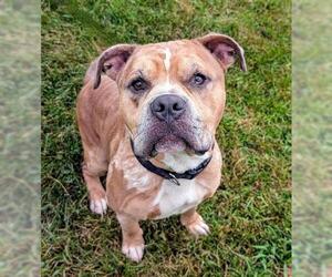 American Staffordshire Terrier Dogs for adoption in Akron, OH, USA