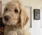 Small Goldendoodle