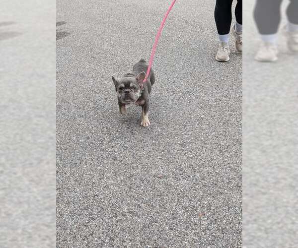 Medium Photo #1 French Bulldog Puppy For Sale in Hillsboro, NH, USA