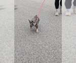 Small French Bulldog