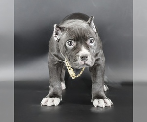 American Bully Puppy for sale in CHAMPAIGN, IL, USA