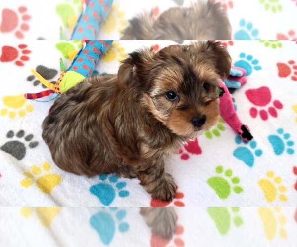 Medium Photo #6 Yorkshire Terrier Puppy For Sale in ORO VALLEY, AZ, USA