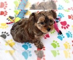 Small #5 Yorkshire Terrier