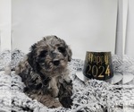 Small Photo #9 Bernedoodle Puppy For Sale in VERONA, MO, USA