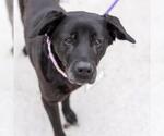 Small #3 Labrador Retriever Mix