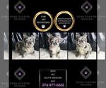 Puppy 7 French Bulldog