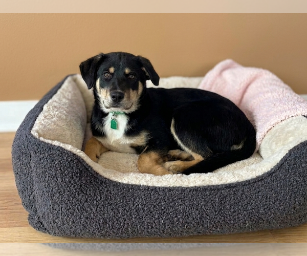 Medium Photo #1 Labrenees Puppy For Sale in Genesee, WI, USA