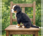 Small #3 Bernese Mountain Dog