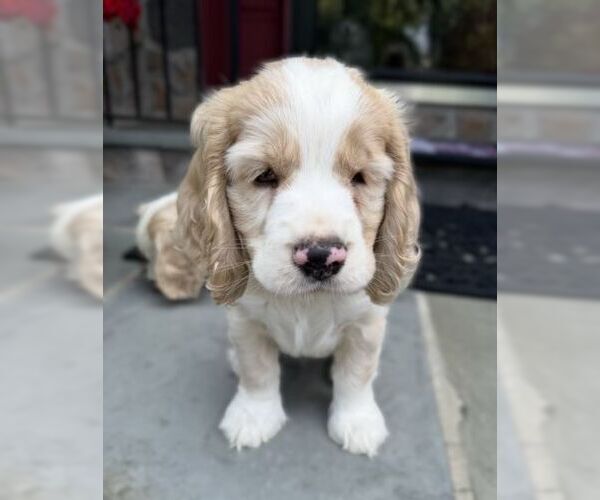 Medium Photo #6 Cocker Spaniel Puppy For Sale in Arlington, VA, USA