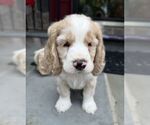 Small #5 Cocker Spaniel