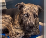 Small Boxer-Catahoula Leopard Dog Mix