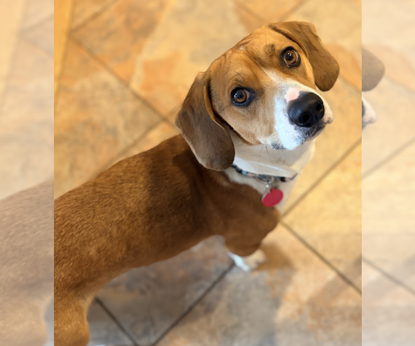 Medium Photo #2 Doxle Puppy For Sale in Brooklyn, NY, USA