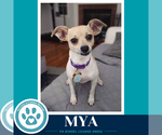 Small #4 Chihuahua Mix