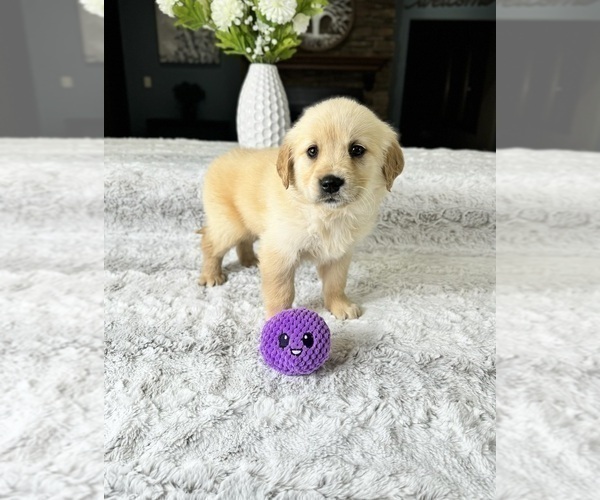Medium Photo #2 Golden Retriever Puppy For Sale in GREENFIELD, IN, USA