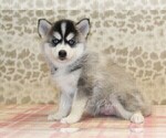 Small #2 Pomsky