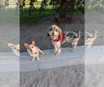 Small #1 Australian Shepherd Mix