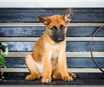 Puppy Rusty Malinois