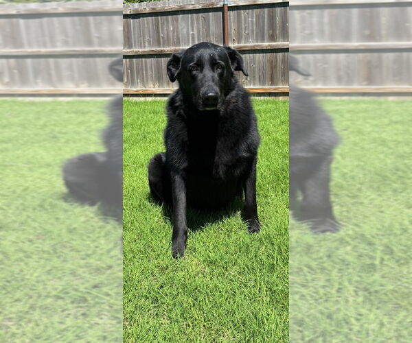 Medium Photo #1 Labrador Retriever-Unknown Mix Puppy For Sale in Great Bend, KS, USA