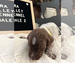 Puppy Puppy 7 Wirehaired Pointing Griffon