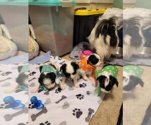 Papillon Puppy for Sale in JACKSONVILLE, Florida USA