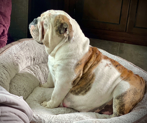 Mother of the English Bulldog puppies born on 05/26/2025