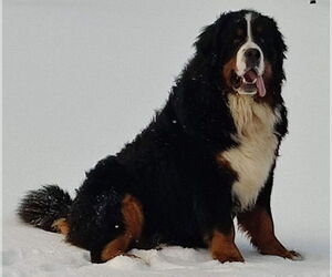Father of the Bernese Mountain Dog puppies born on 02/19/2025