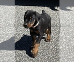 Small #16 Doberman Pinscher