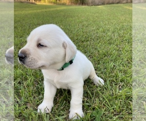 Labrador Retriever Puppy for sale in OSYKA, MS, USA