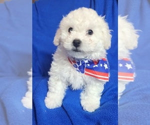 Bichon Frise-Bichpoo Mix Puppy for sale in REIDSVILLE, NC, USA